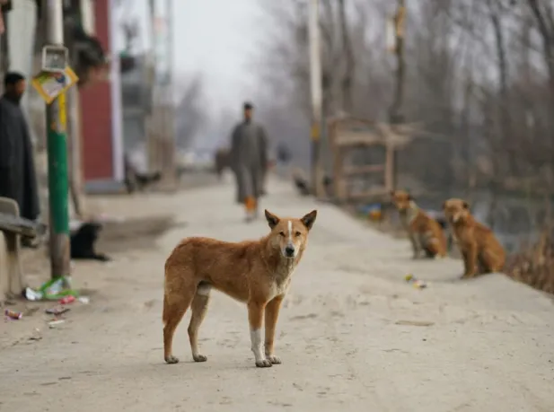 Straathonden op en langs een weg in het buitenland